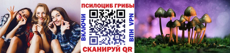 Псилоцибиновые грибы Psilocybine cubensis  Железноводск 